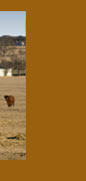 Pasture with rig