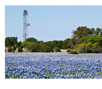 Rig in bluebonnets