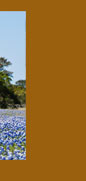 Rig in bluebonnets